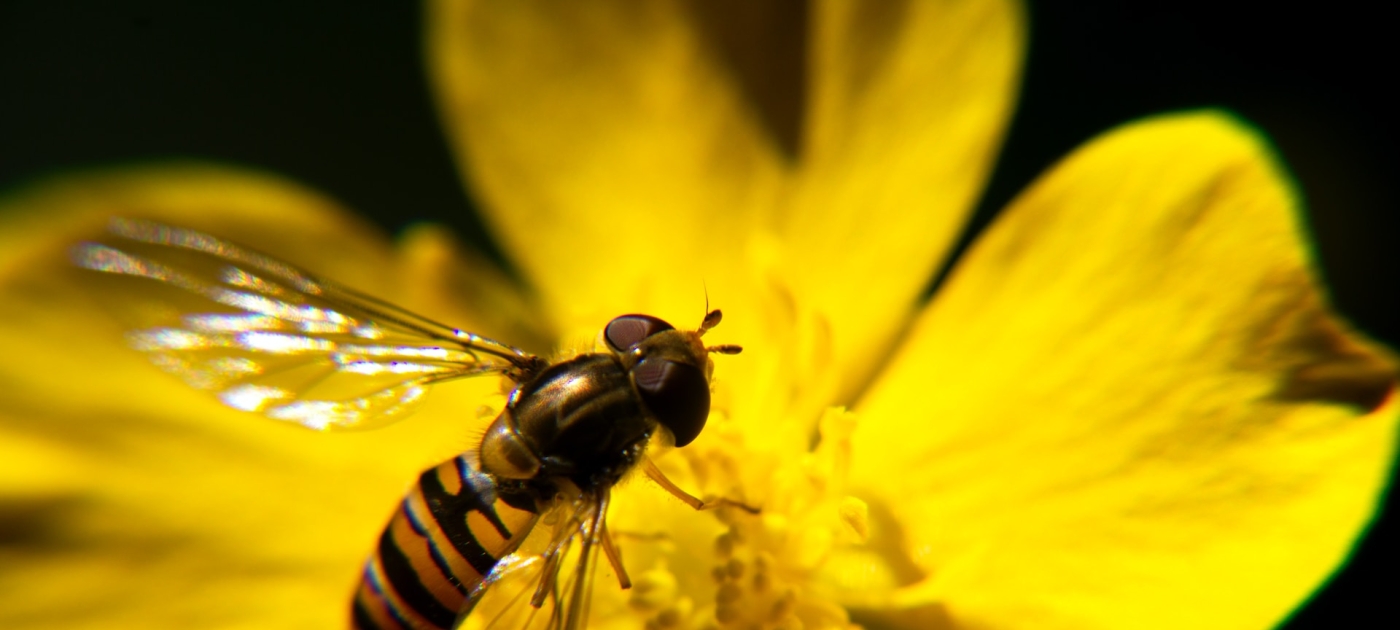 Building a scientific foundation for action on biodiversity Photo by Unsplash/Juanma Clemente-Alloza