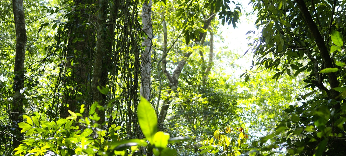 It takes a community to map a forest Photo by UN-REDD