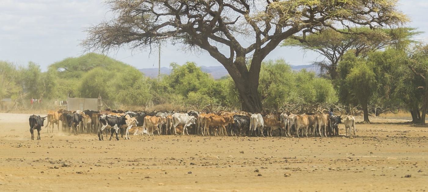 La régénération naturelle gérée par les agriculteurs donne de bons résultats au Kenya