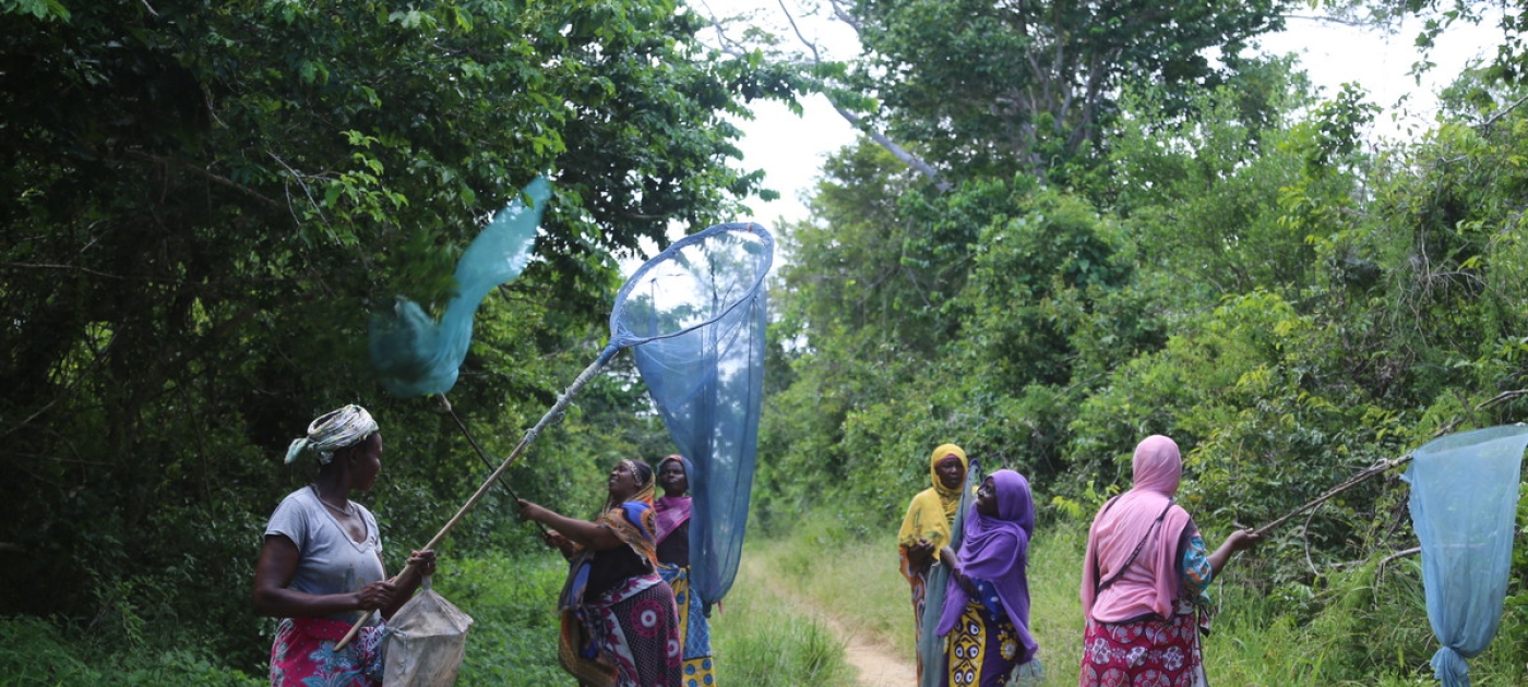 Paying the school fees, one butterfly at a time Photo by UN-REDD Programme
