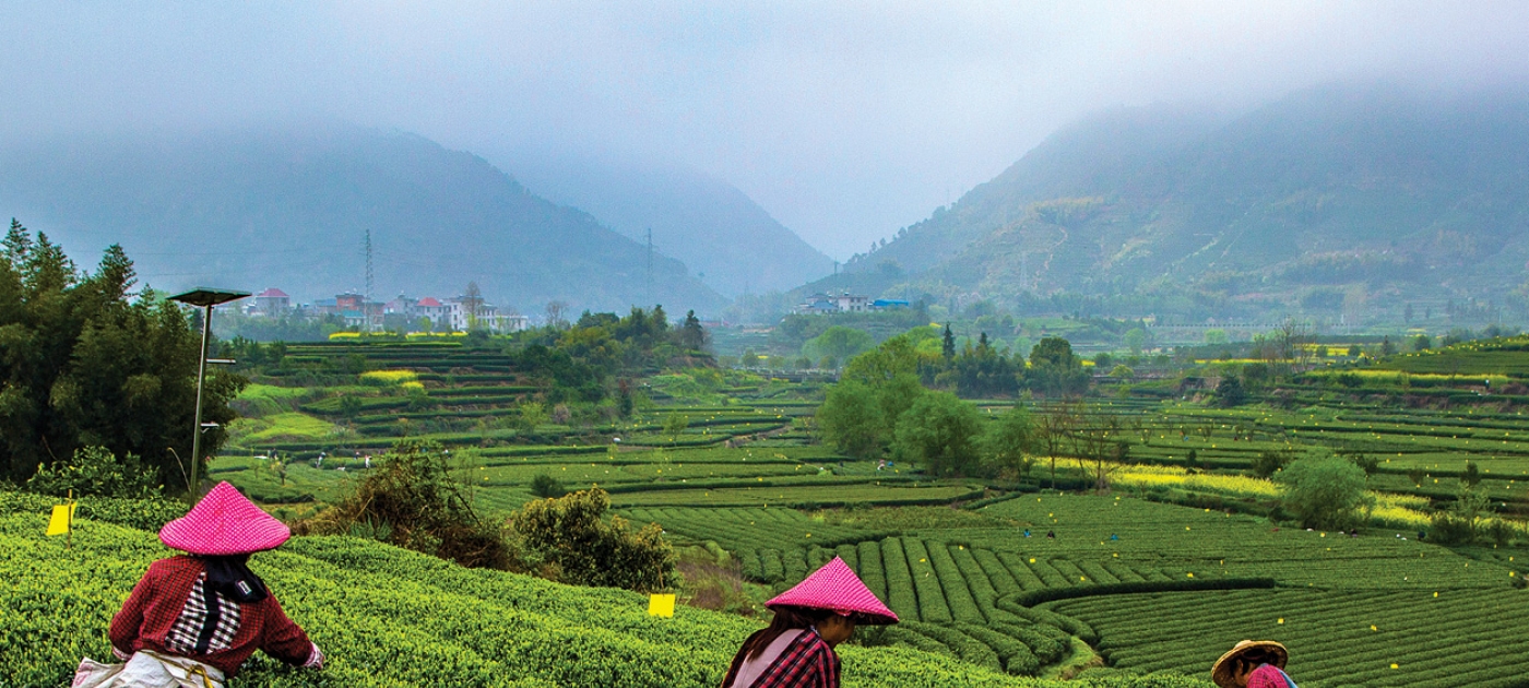 Green is gold: China’s remarkable revival project UNEP