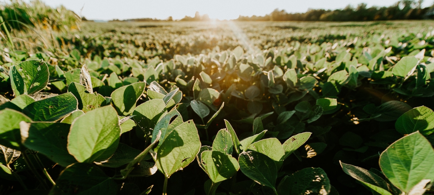 Transforming food systems: role of novel protein alternatives Photo by Meredith Petrick/ Unsplash