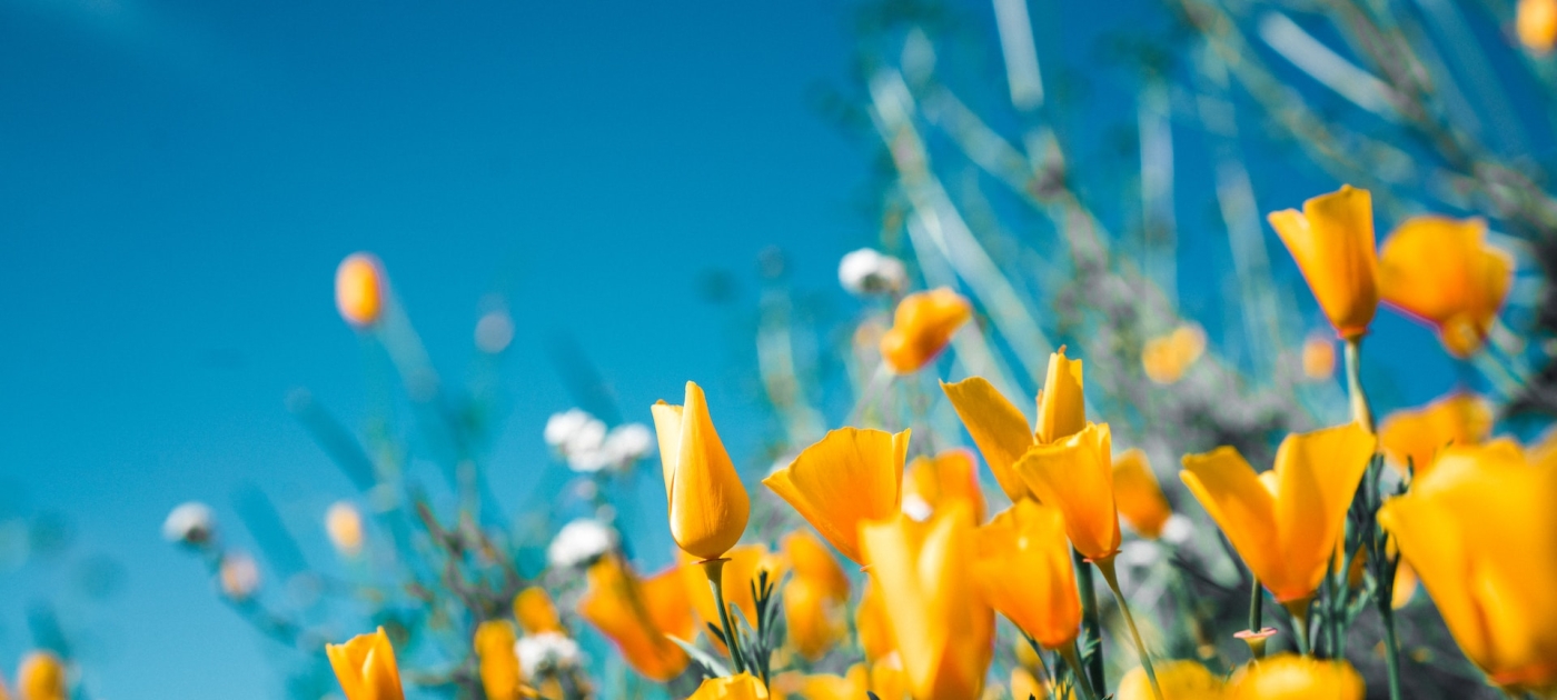 Towards sustainability: a look ahead to environmental moments in 2024 Photo: Unsplash/Sergey Shmidt