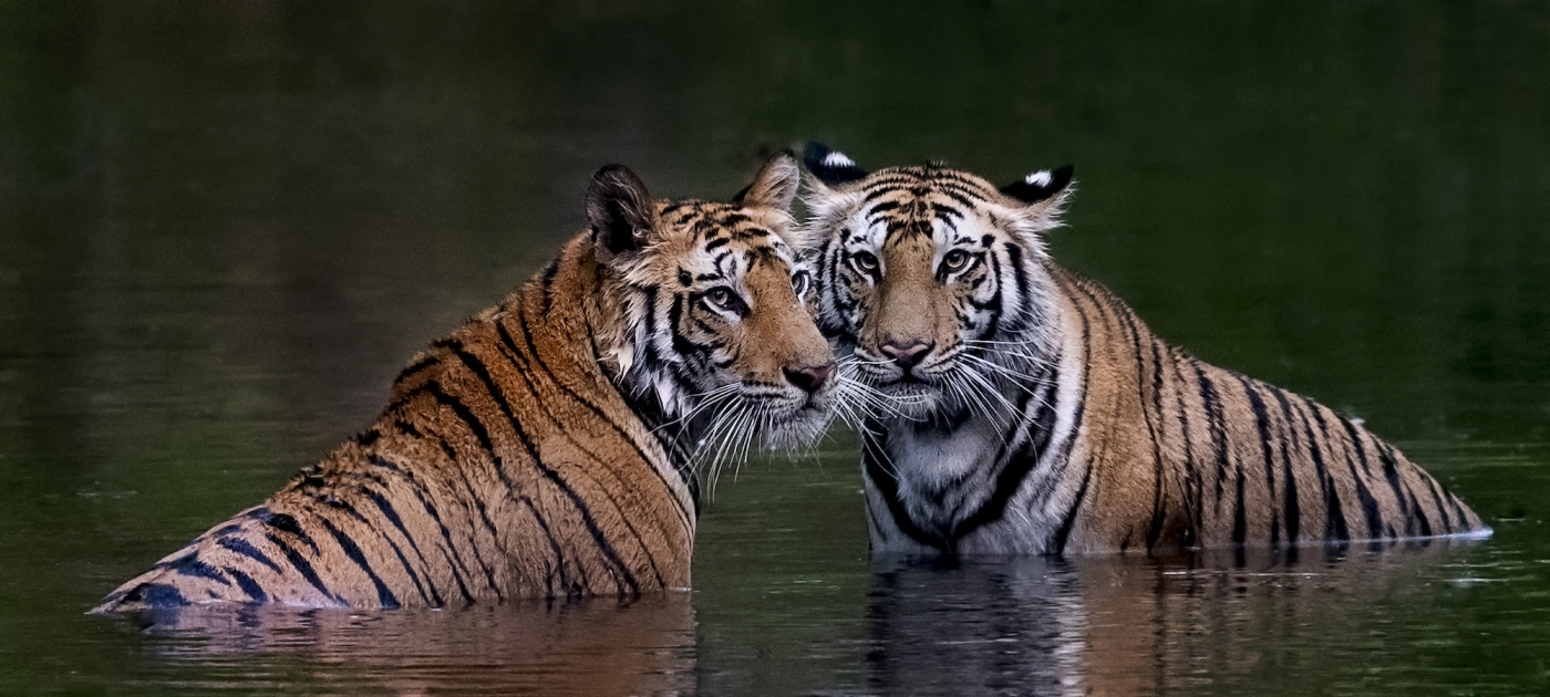 In Bhutan, the endangered Bengal tiger is making a comeback Biosphoto via AFP/Valter Bernadeschi