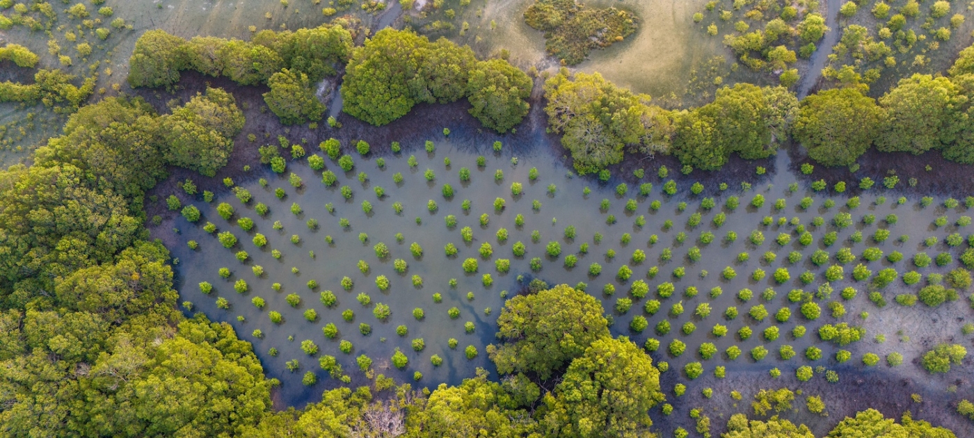 UNEP Executive Director announces seven new UN World Restoration Flagships Photo: UNEP/Todd Brown