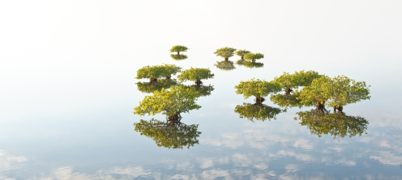 The world has an environmental must-do list, says UNEP Executive Director ahead of UNEA-6 Mangrove Photography Awards/Melodi Roberts
