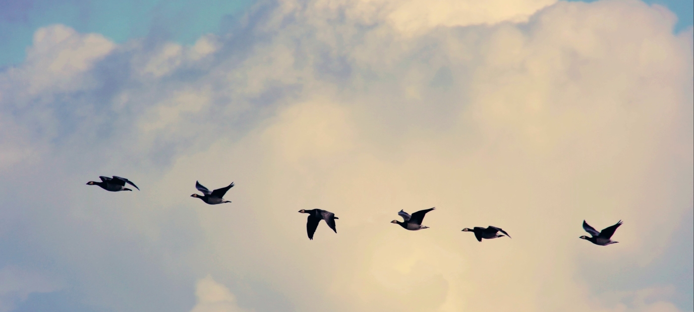 Landmark UN report: The world’s migratory species of animals are in decline, and the global extinction risk is increasing Pixabay