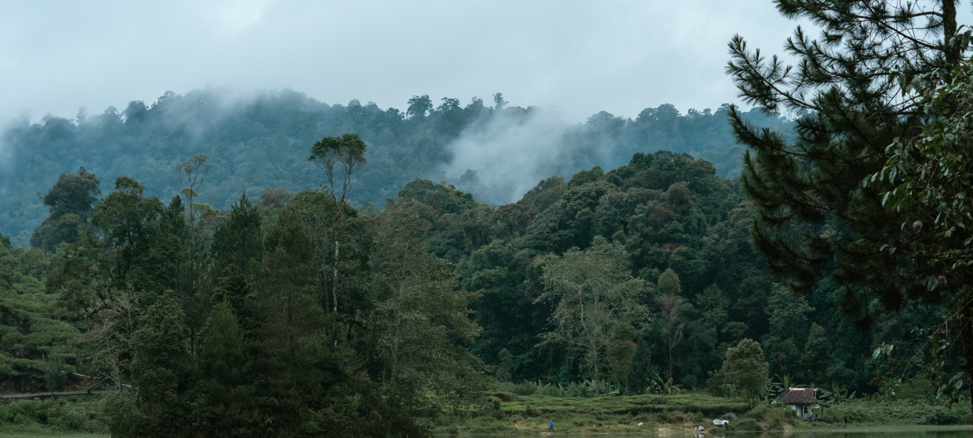 A call for urgent, innovative, forest action Photo: UN-REDD
