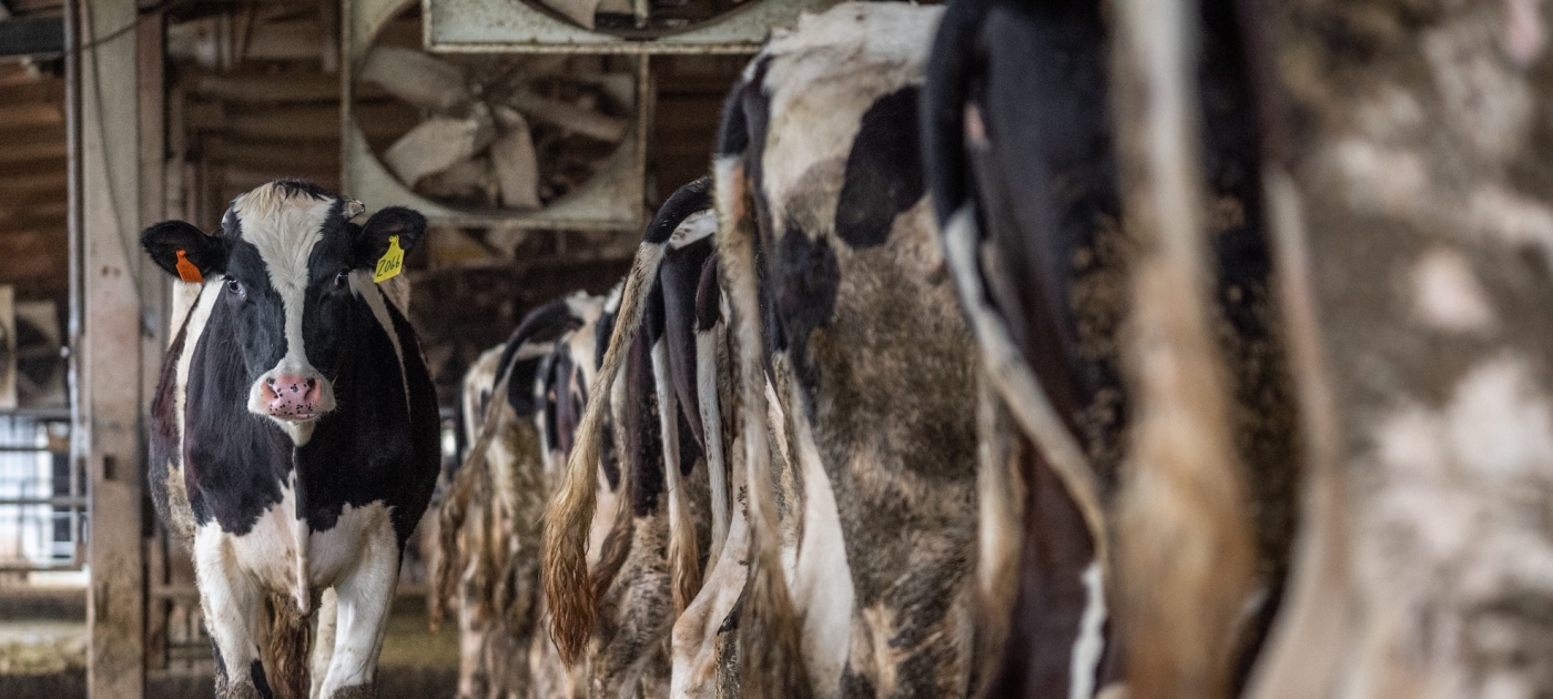 Methane emissions are driving climate change. Here’s how to reduce them. Unsplash / Jo-Anne McArthur