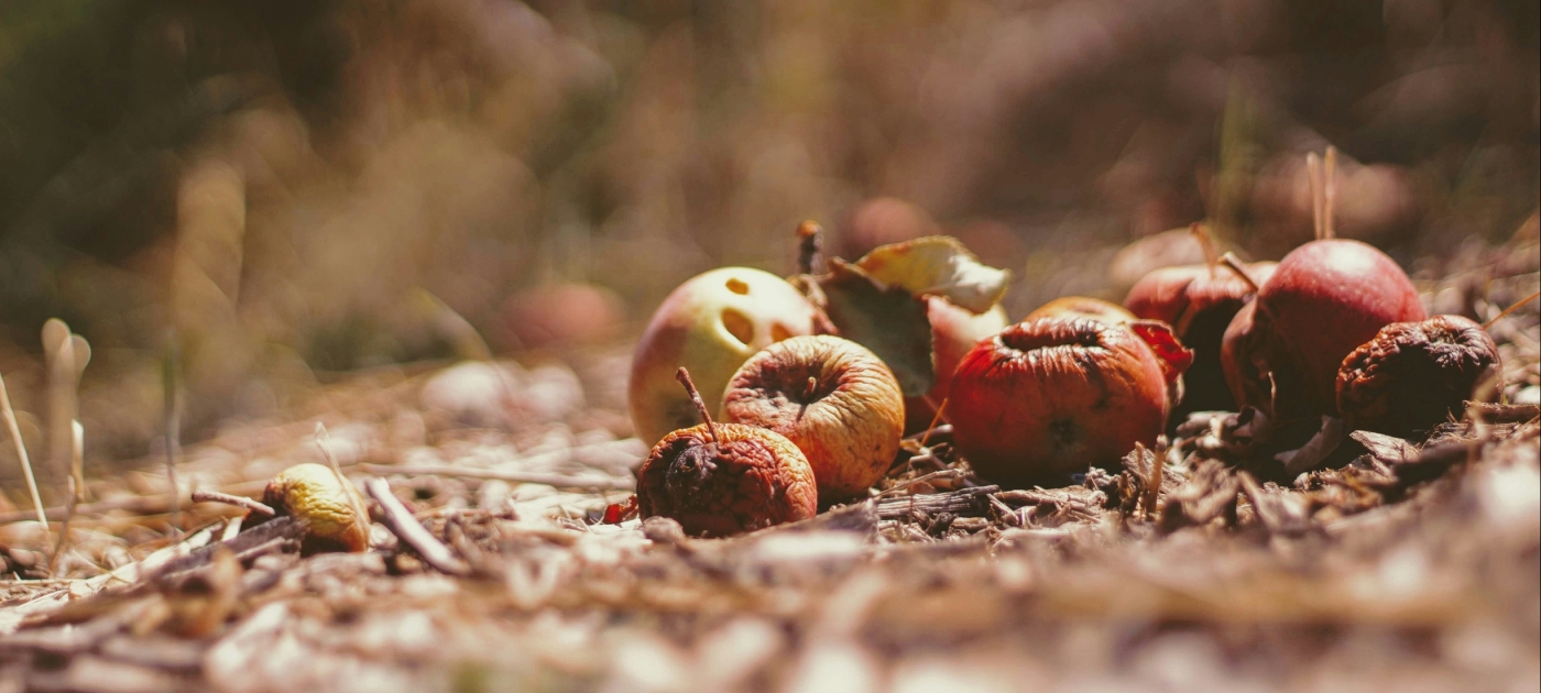 El mundo desperdicia más de 1.000 millones de platos de comida al día - informe de la ONU Photo Credit:Joshua Hoehne on Unsplash