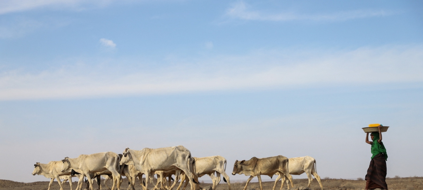 Around the globe, as the climate crisis worsens, droughts set in Photo by Reuters