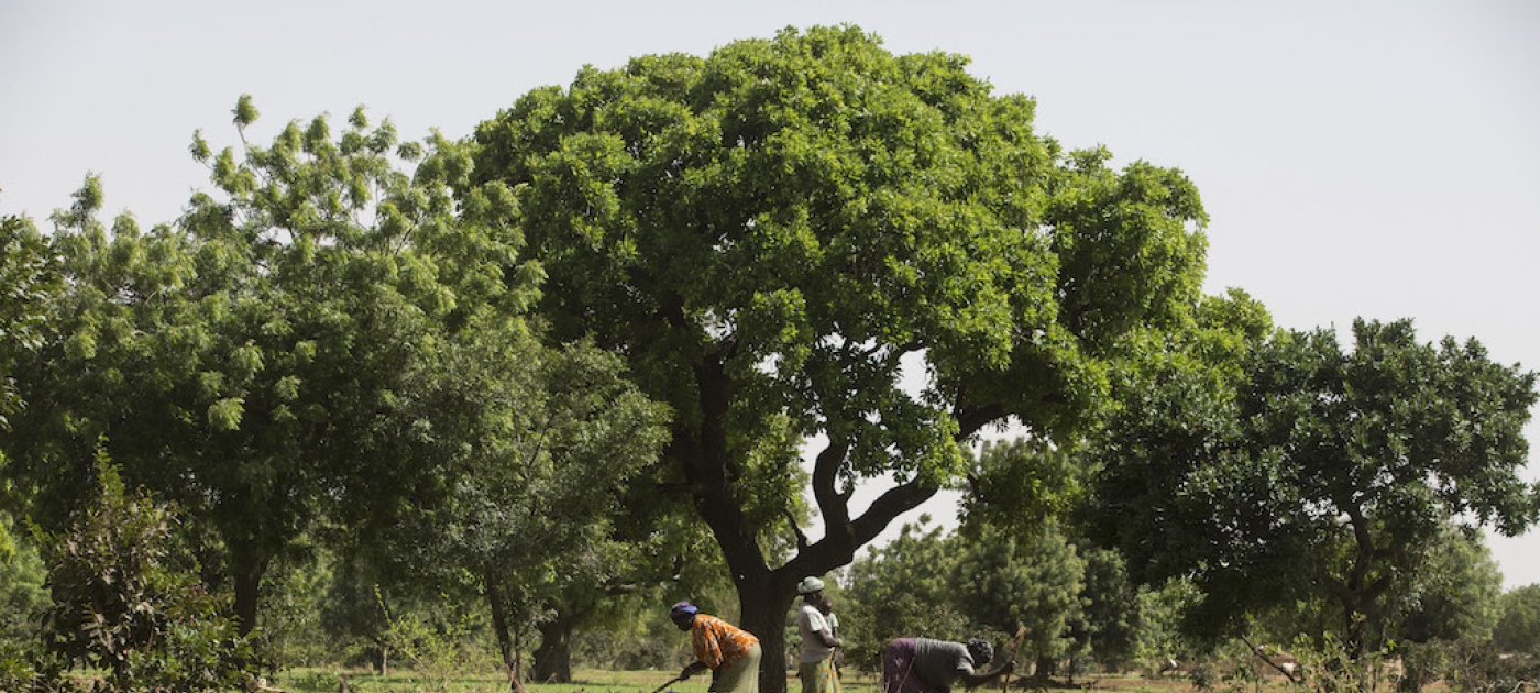 Nueva Década de la ONU para la Restauración de los Ecosistemas, una gran oportunidad para la seguridad alimentaria y la acción climática