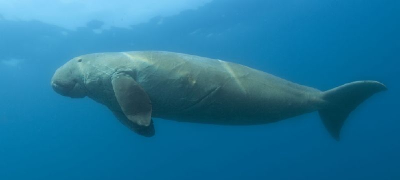 Abu Dhabi’s restoration efforts bring hope for extinction-prone dugongs Photo: Wikimedia Commons