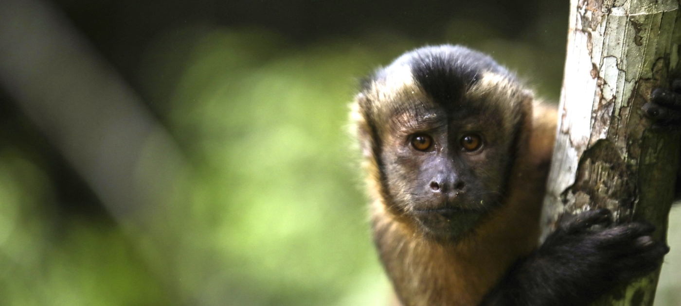 With nature in crisis, more companies are embracing safeguards to protect the planet Photo: Andalou Agency via AFP/Juancho Torres