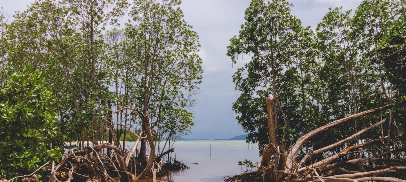 Pakistan restores mangroves for economy and ecosystem benefits Dan Maisey/Unsplash