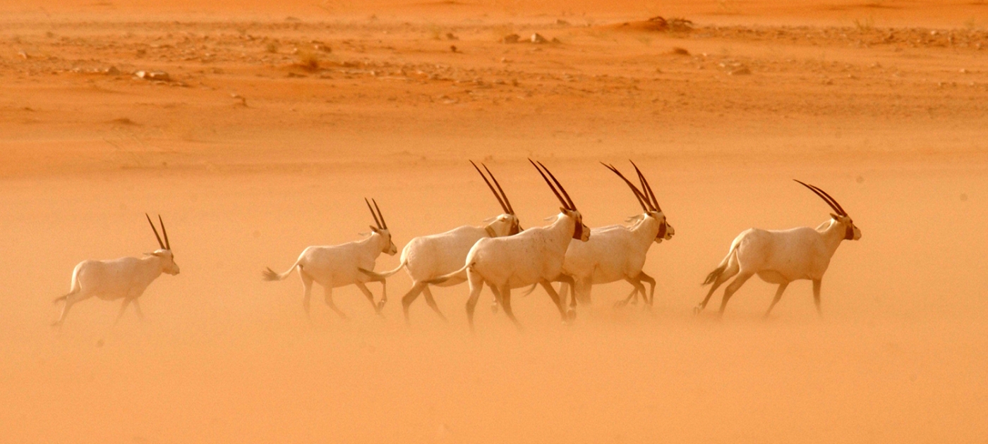 As Saudi Arabia claws back land from the desert, wildlife returns Photo by Kingdom of Saudi Arabia