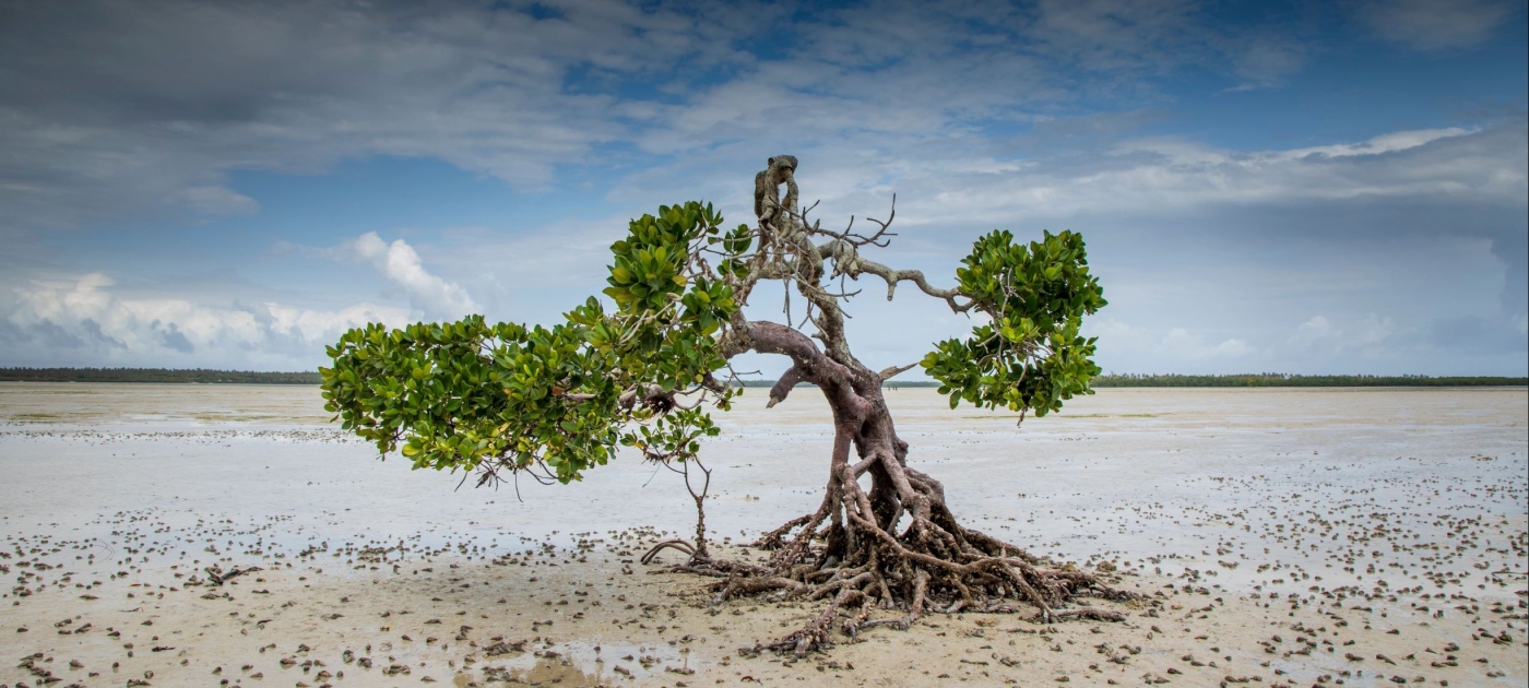 The world mourns one of its greats: Maurice Strong dies, his legacy lives on Credit: UNEP/Stephanie Foote