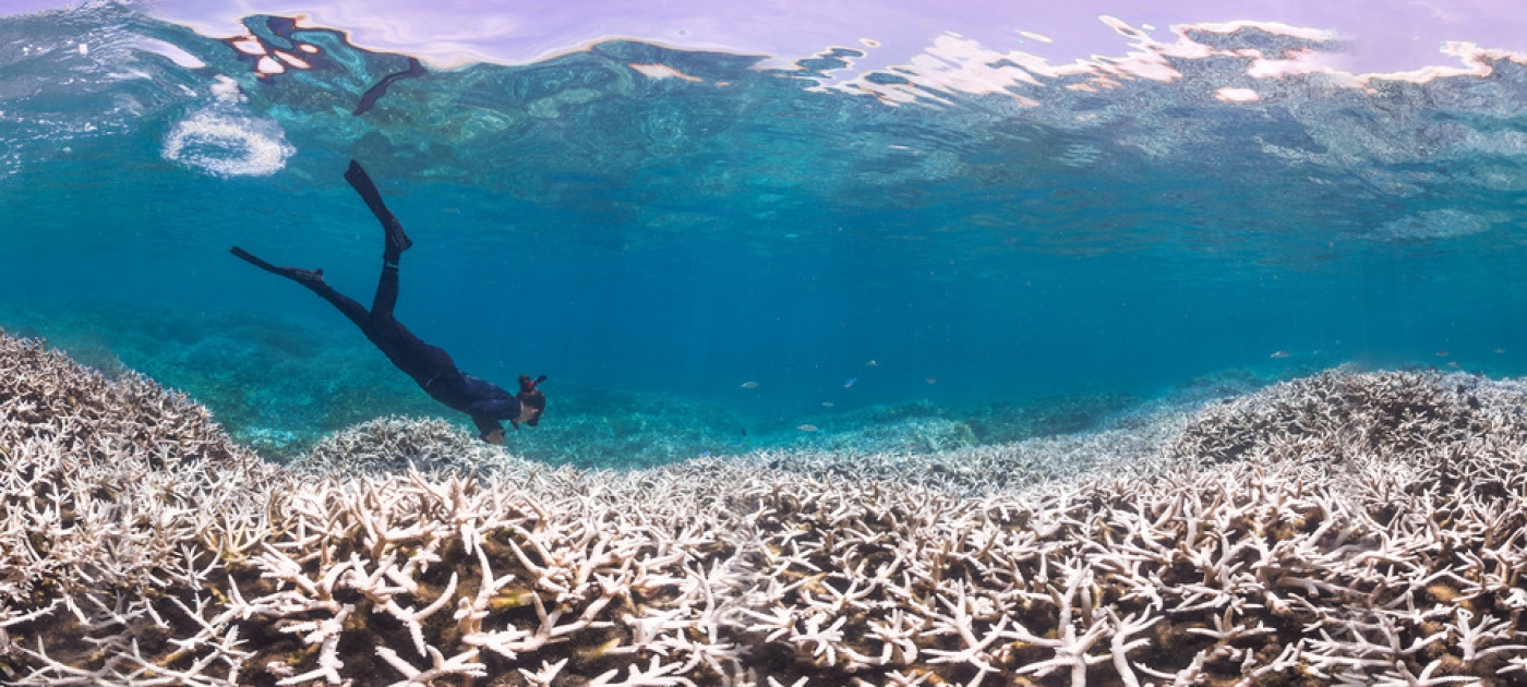 The world’s corals are bleaching. Here’s why and what it means for the ocean’s future. Credit: The Ocean Agency/Ocean Image Bank