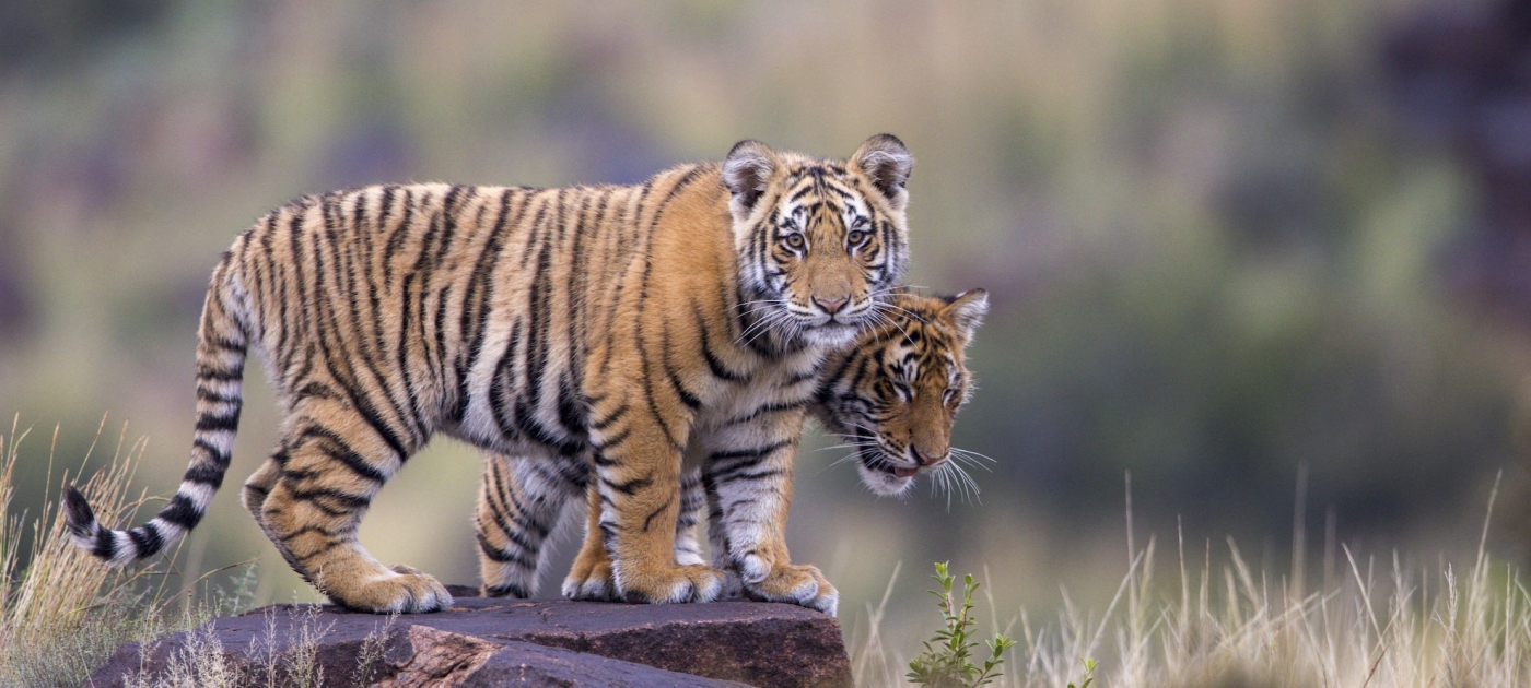 As landscapes heal, Nepal’s most iconic animals stage a comeback Credit: Hemis via AFP/Cordier Sylvain