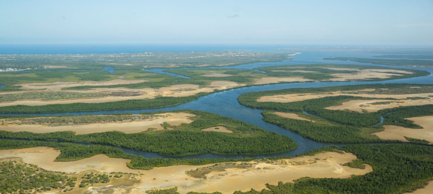Scaling up mangrove conservation in Kenya Credit: Hans Lucas via AFP/Eric Lafforgue