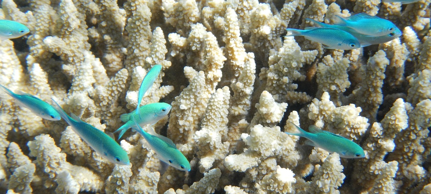 Global Fund for Coral Reefs approves more than US$25 million in additional funding for resilience action pixabay