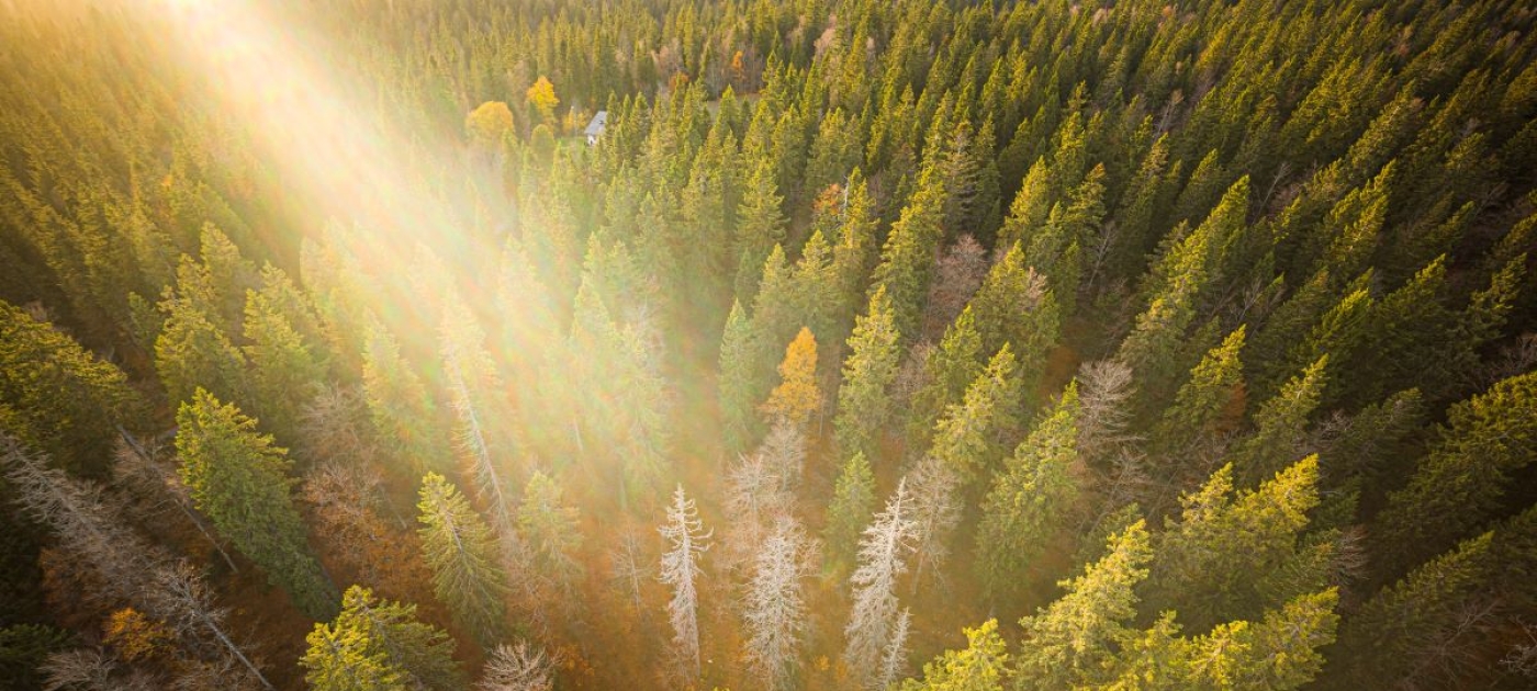 Comment l'arrêt de la déforestation peut contribuer à lutter contre la crise climatique Credit: AFP/Valentin Flauraud