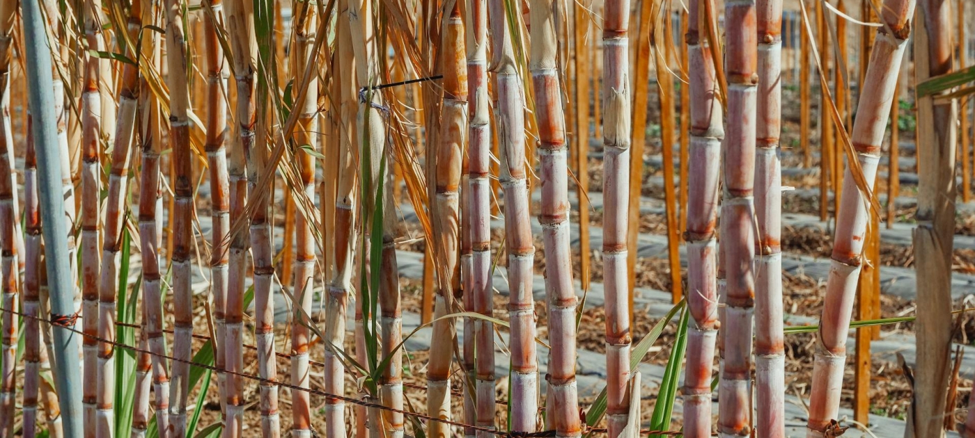 Joint statement on sustainable bioenergy for climate and development goals Photo: Pexels/Kindel Media