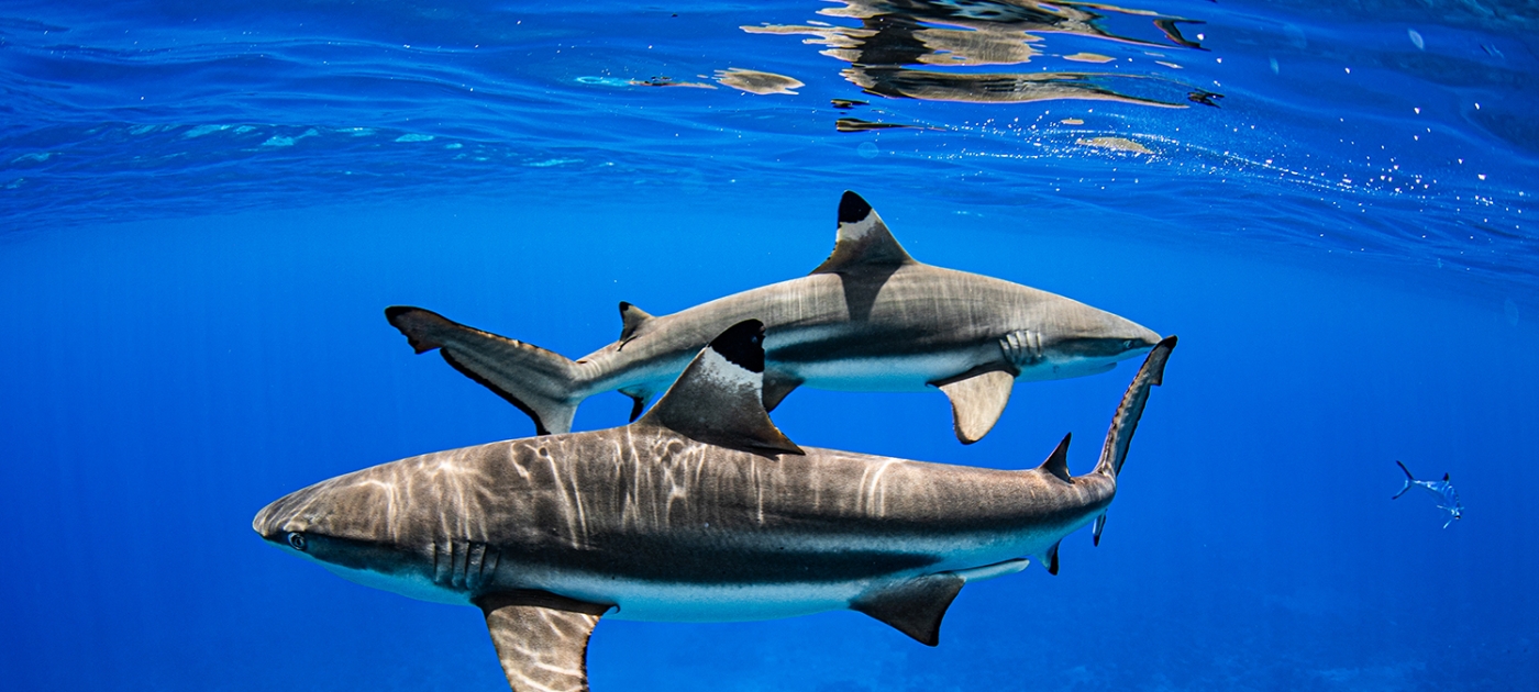 A regional agreement aims to save a tropical paradise in trouble Photo by Ocean Image Bank/Kimberly Jeffries