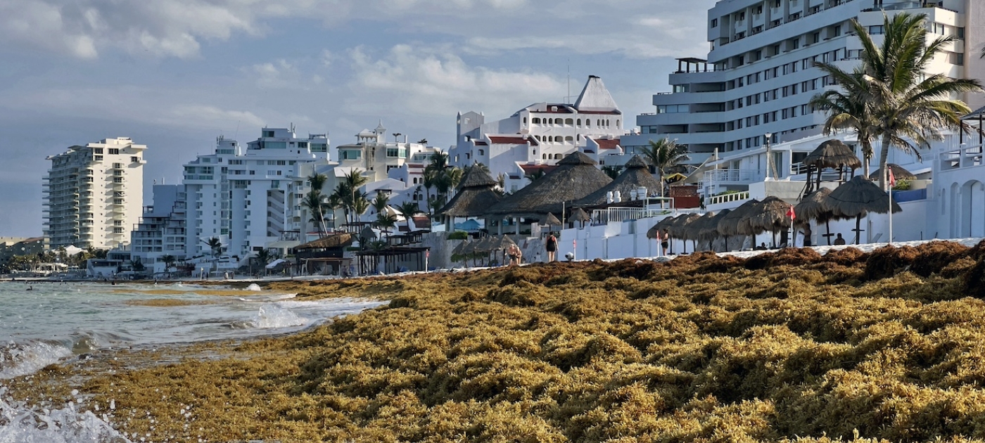 From ‘seaweed emergency’ to sustainable solutions Credit: AFP/Daniel Slim
