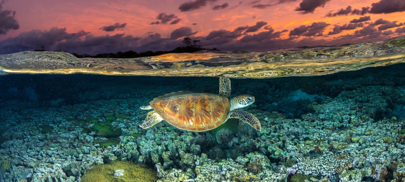 ¿Ayudará la 'financiación combinada' a salvar los arrecifes de coral del mundo? Photo by Ocean Image Bank/ Jodran Robins