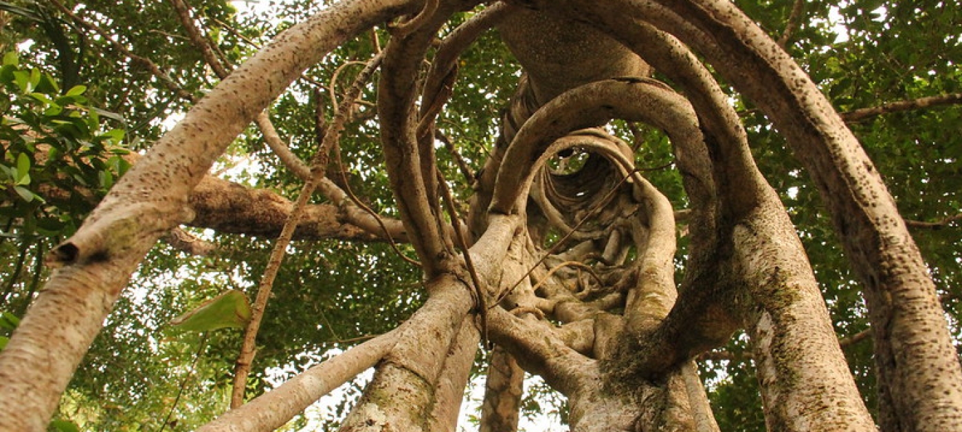 Quiz: How much do you know about biodiversity loss? UNEP/Jose Andres Ignacio