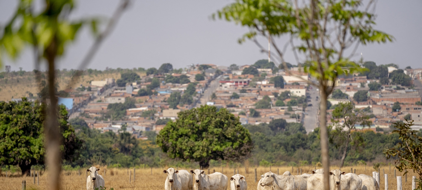 New fund aims to save Brazil’s grasslands Photo by Ritzau Scanpix via AFP/Ida Marie Odgard