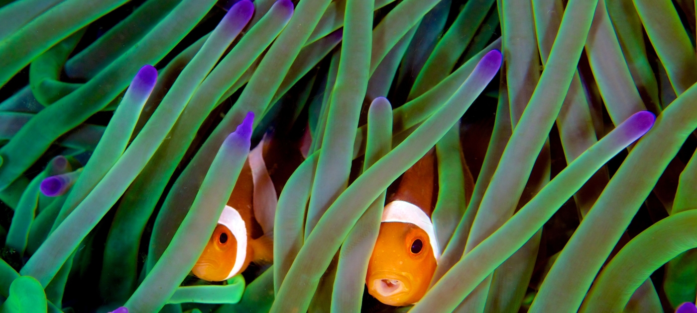 Quiz: How important is nature to humanity’s future? Credit: Ocean Image Bank/Gregory Piper
