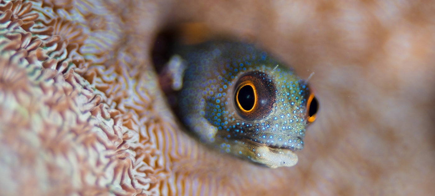 Dentro del esfuerzo por salvar un icónico arrecife coralino del Caribe Foto por Ocean Image Bank/Hannes Klostermann