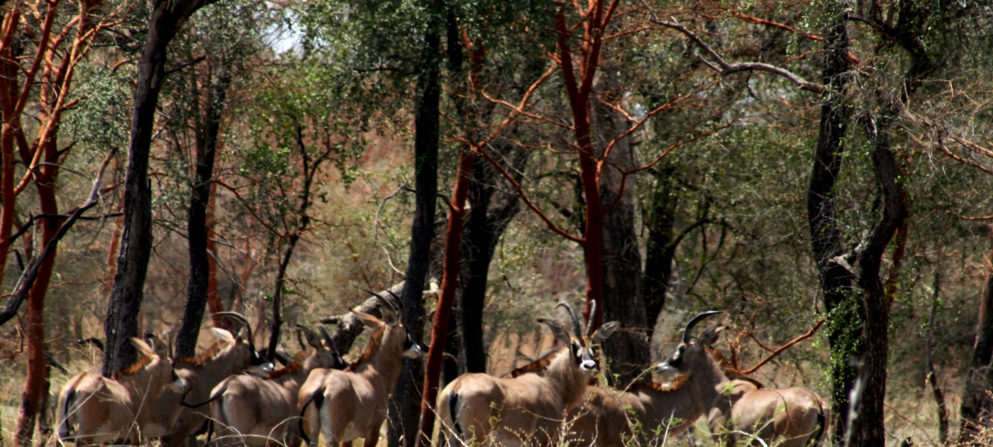 Joint EU-UNEP initiative to boost food security and resilience of rural communities in and around Sudan’s Dinder National Park