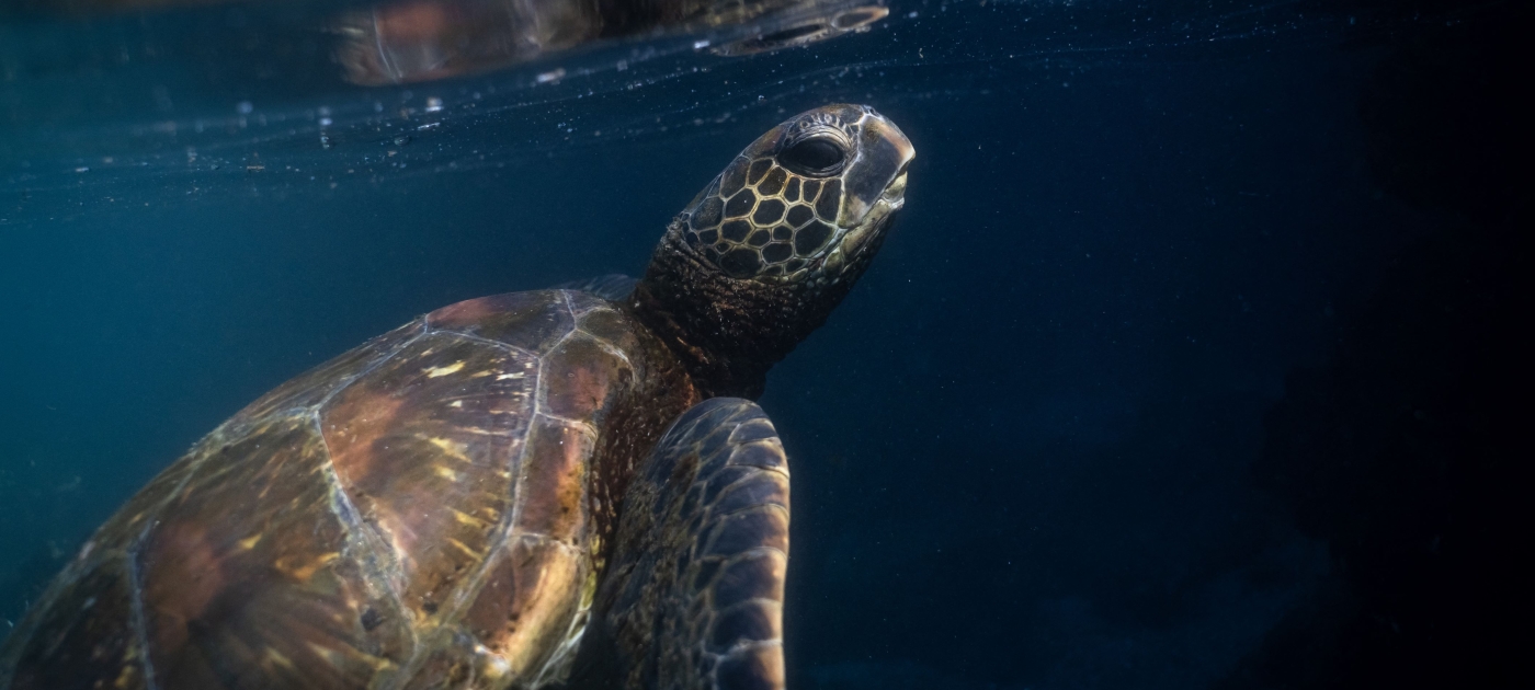 What is the international agreement to protect the high seas and why is it important? Credit: Andalou/via AFP Ozge Elif Kizil