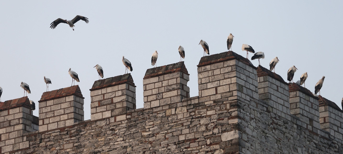 Alors que les pressions sur les oiseaux migrateurs s’intensifient, ces villes deviennent des refuges sûrs Credit: Andalou via AFP/Isa Terli