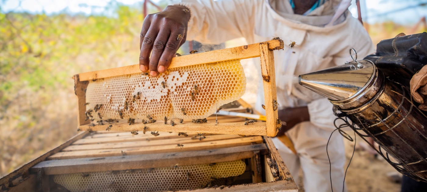 Una dulce solución para adaptarse al cambio climático Image: UNEP/Miranda Rikki Tasker