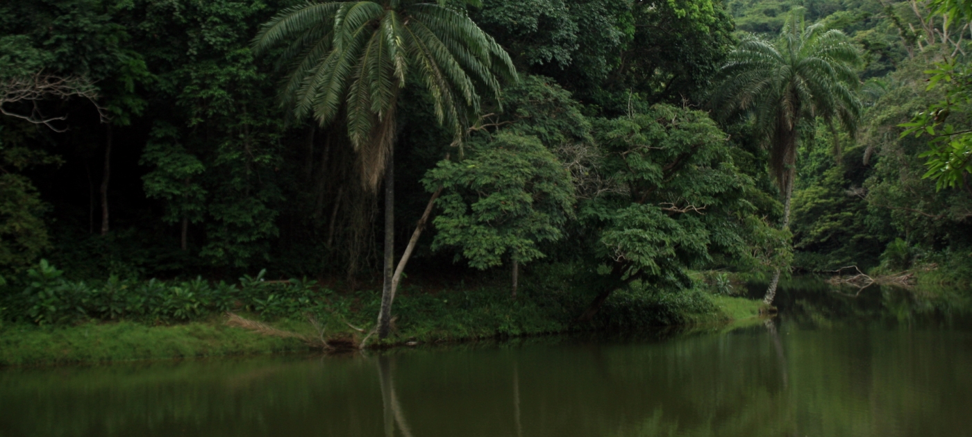 New $15 million initiative launched to catalyse sustainable investment in the Congo Basin David Tansey/Wikimedia Commons