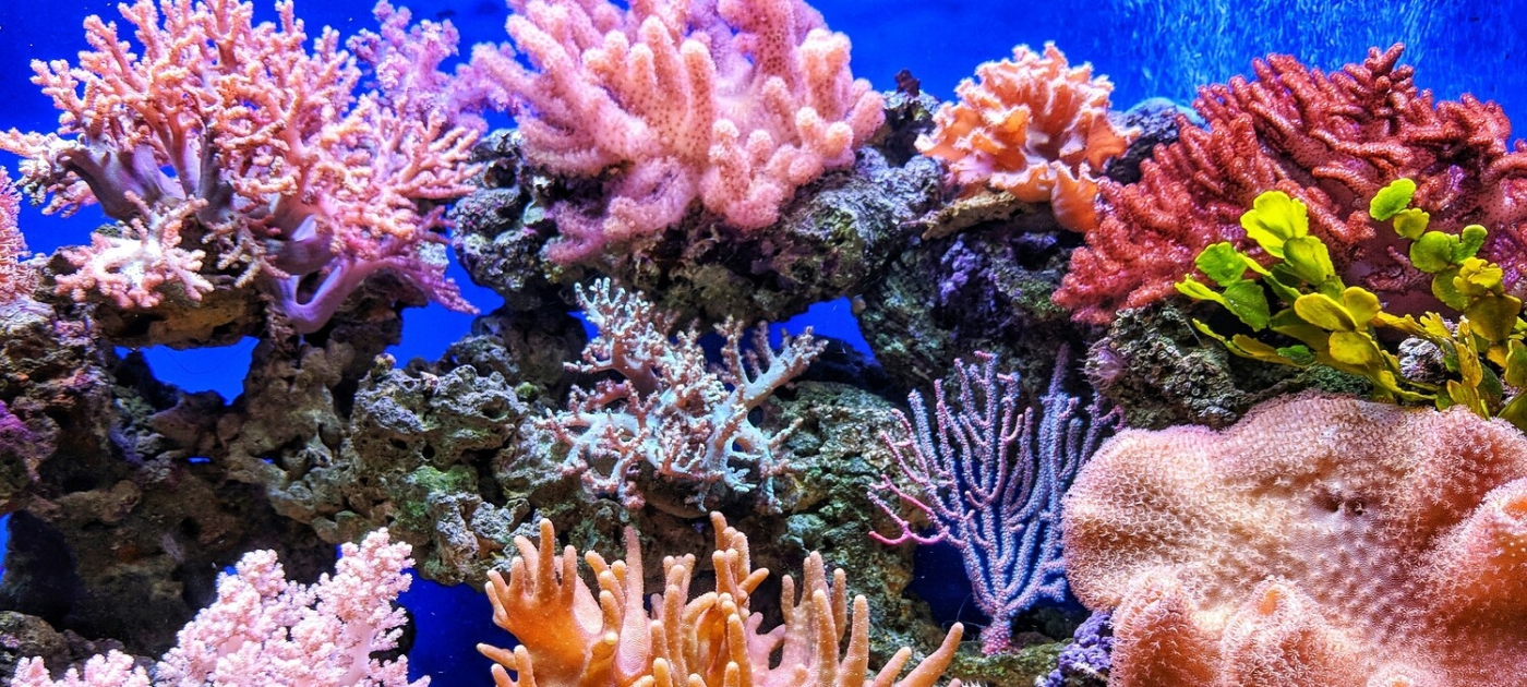 Coral reefs: a crucial resource for coastal communities Photo by QUI NGUYEN/ Unsplash