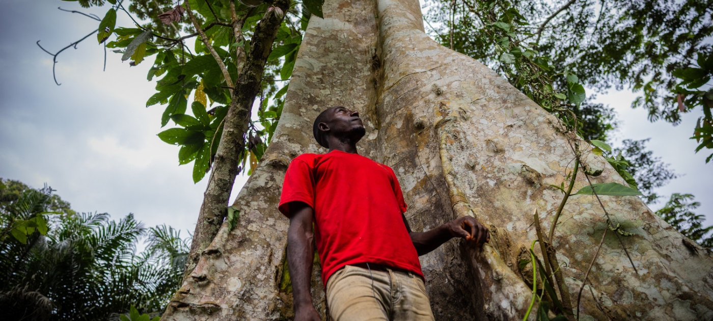 Can cacao farming, long a driver of deforestation, really become sustainable? Credit: Will Swanson