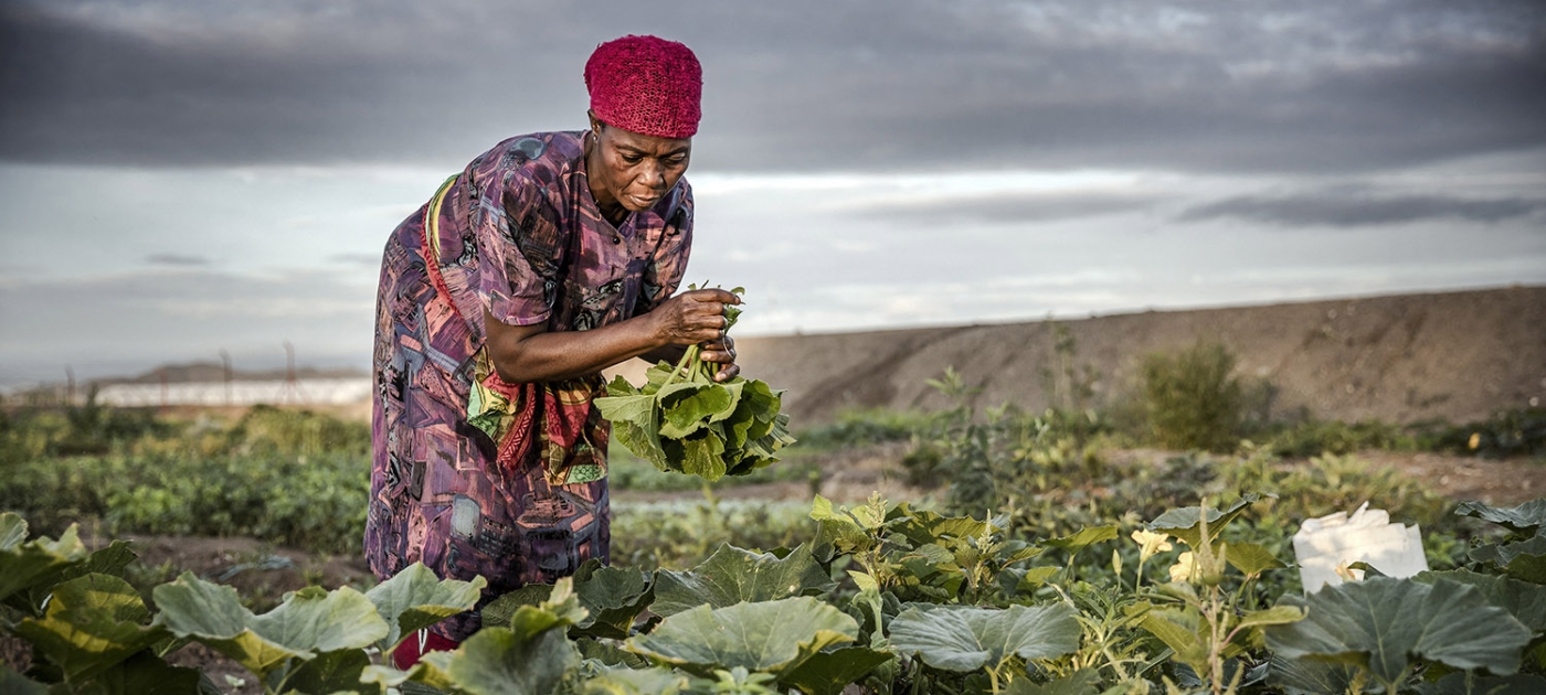 Can refrigerated vans and cold storage rooms help end an epidemic of food loss in Africa? Credit: AFP/Luis Tato