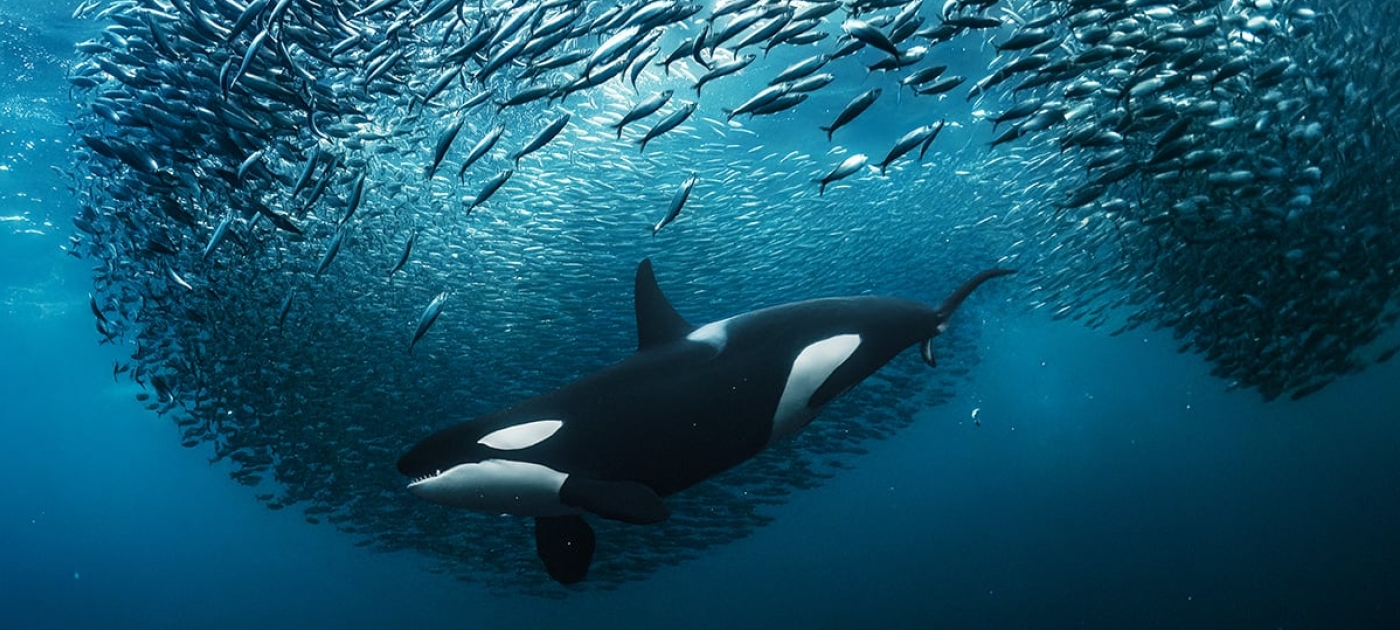Credit: Andy Schmid, UN World Oceans Day 2023 photo competition