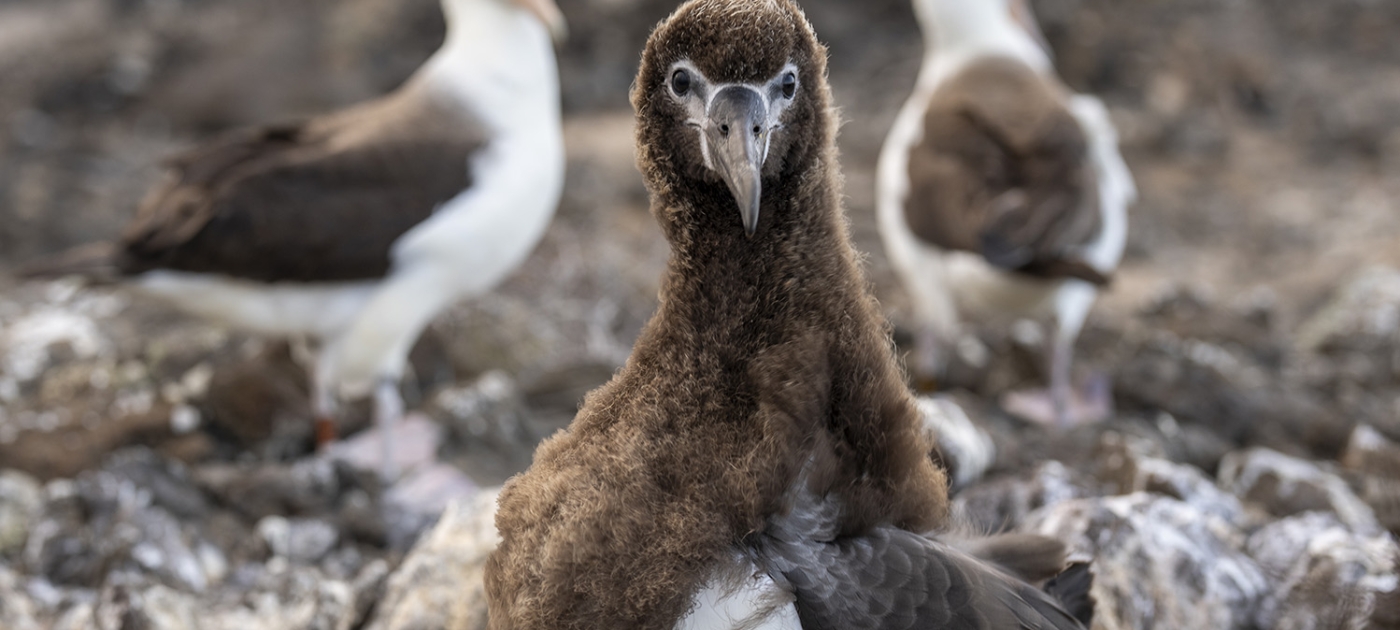 How locally extinct seabirds returned to Mexico’s islands Credit: Todd Brown/ UNEP