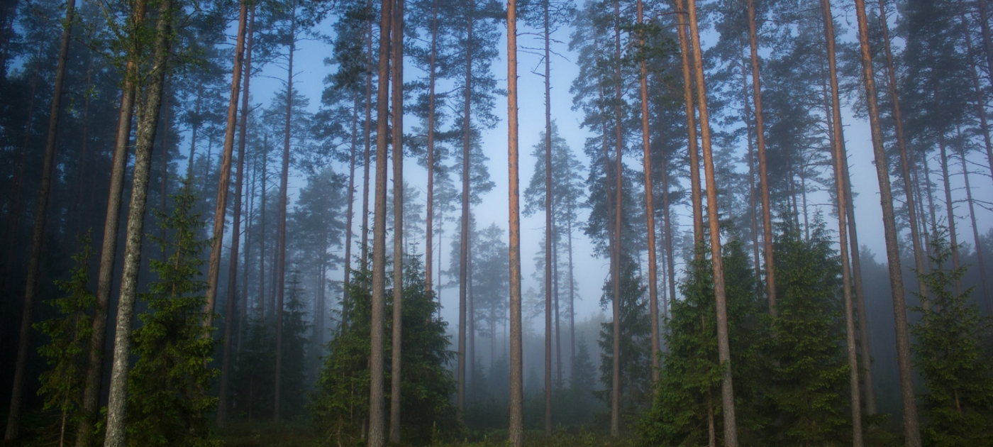 UN report outlines roadmap for advancing bio-based technologies Credit: UNEP/Stephanie Foote