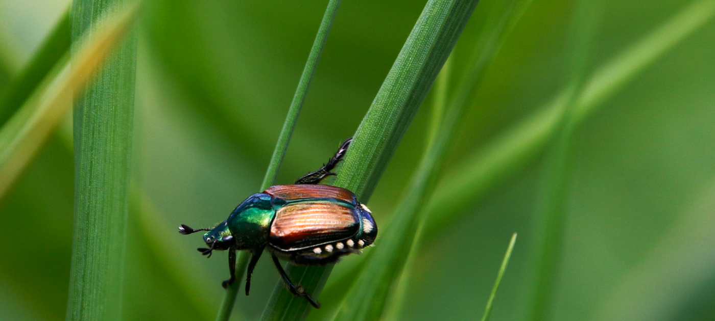 Kunming Biodiversity Fund endorses first full-size projects to support global action on biodiversity Photo credit: rfotostock from Pixabay