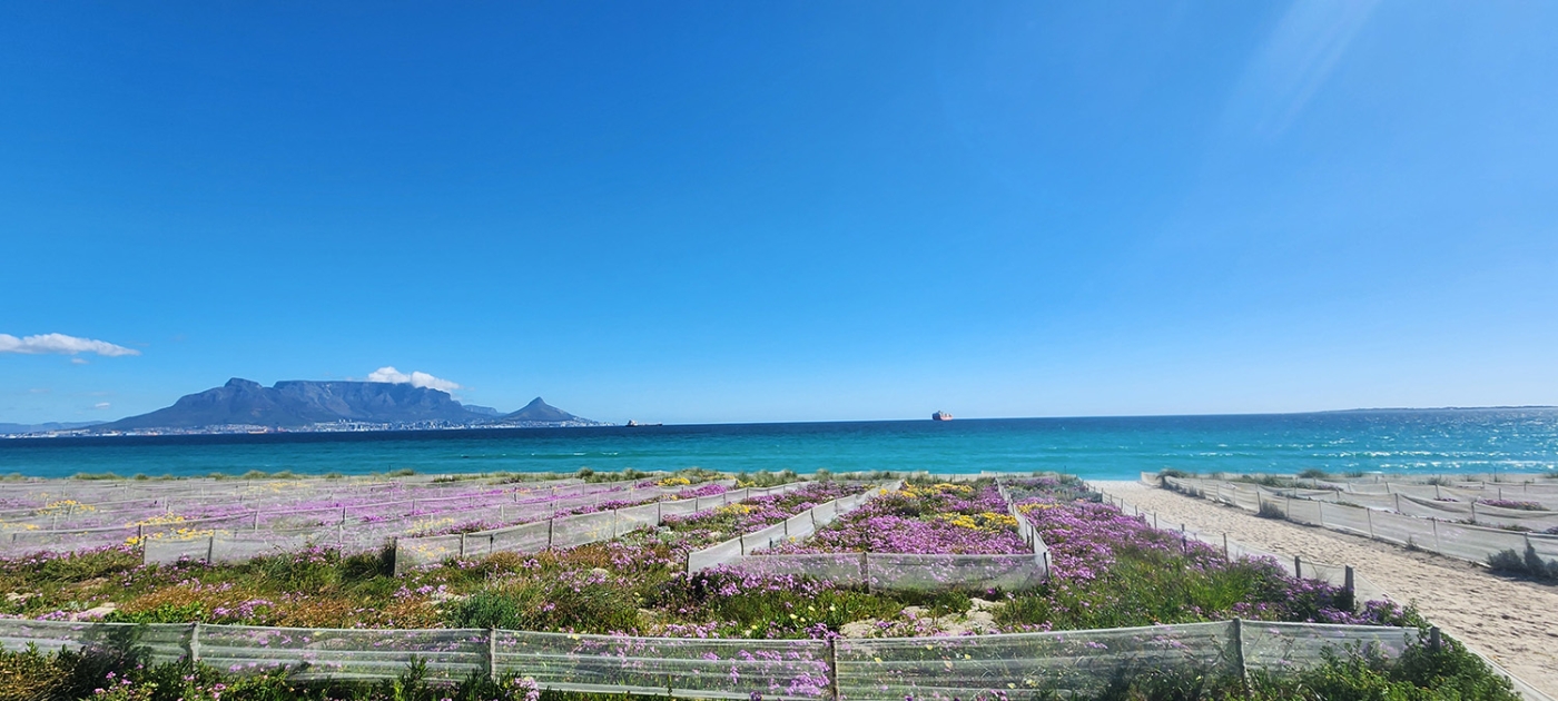 In Cape Town, local communities are advancing urban restoration Courtesy of City of Cape Town