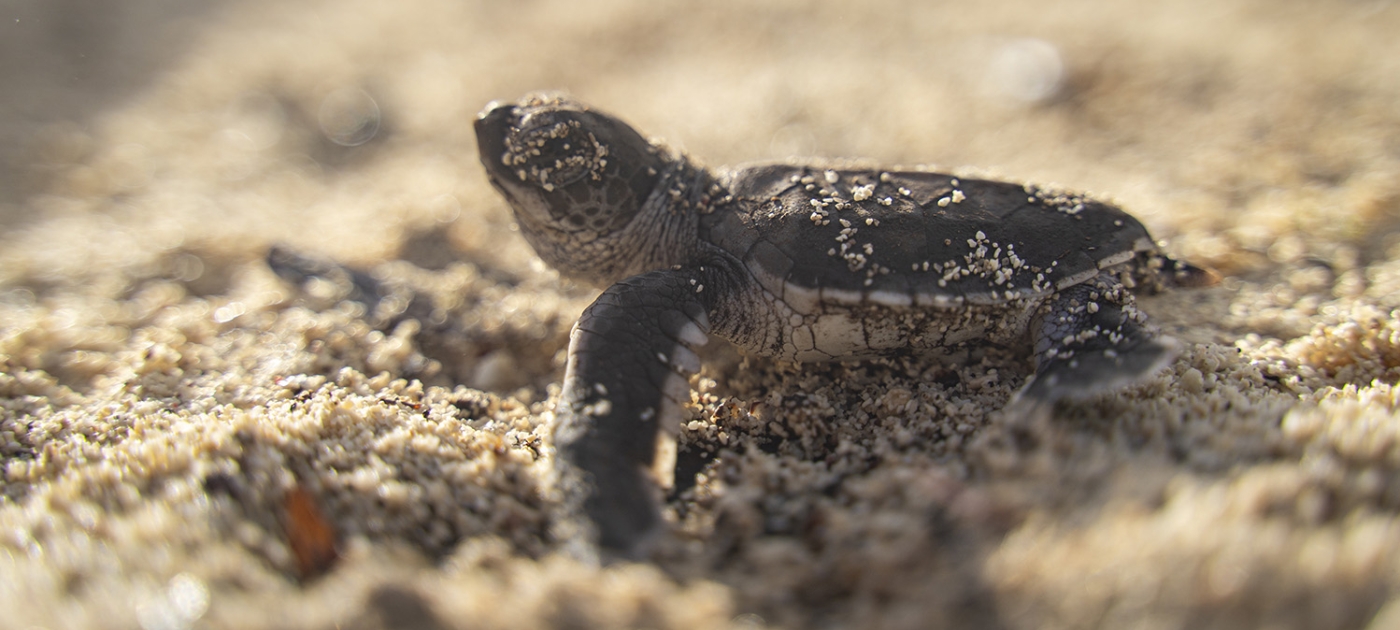 Tourism, turtle babies and seaweed soap: How to restore an Indian Ocean hotspot Credit: Blanca Eizaguirre / UNEP