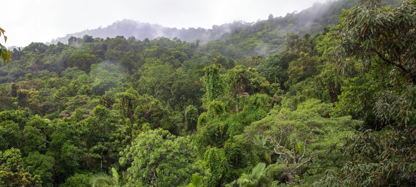 How does Article 6 of the Paris Agreement impact forests and nature-based solutions? Credit: Unsplash/David Clode
