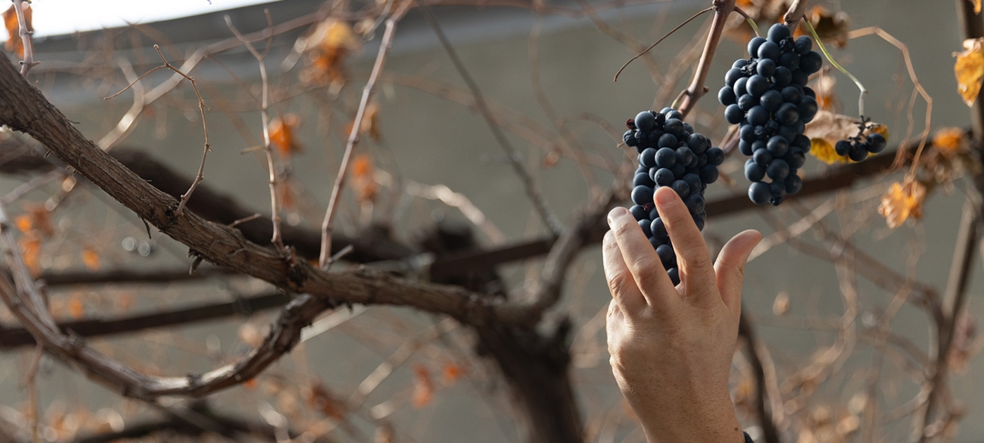 In Georgia, ancient grains and grapes are restoring farmlands – and traditions Credit: Rachel Richardson / UNEP